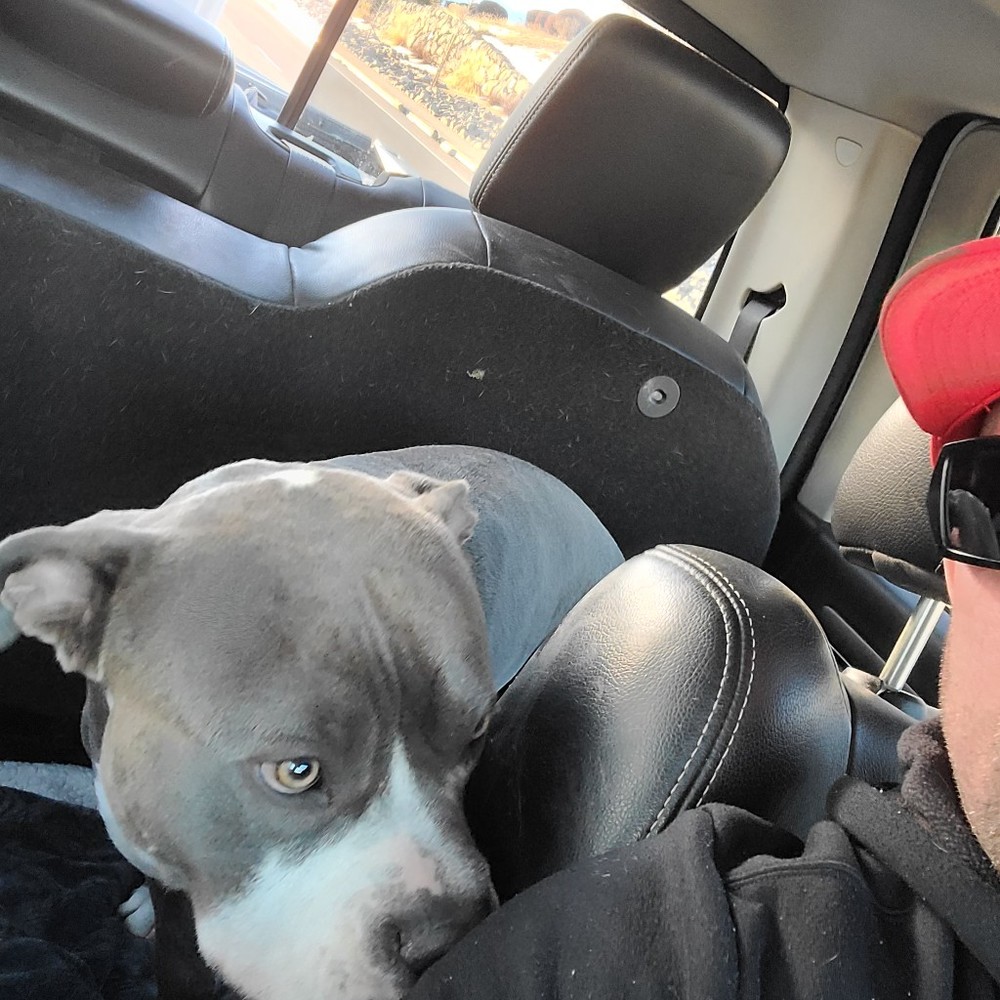 Meet your Posher, Tyson